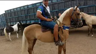 🐎Maior é melhor Feira de Cavalo é em Caruaru PE Terça 20/01/26/só os de luxo