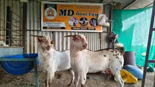 Extreme quality andul babre for sale in md goat farm gujrat Palanpur 