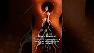 Овуляция происходит, когда зрелая яйцеклетка (ооцит) выходит из яичника #овуляция #ооцит