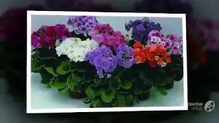 Цветы Примула (Primula flower)