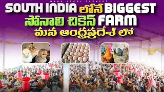 Largest Sonali Chicken farm in Southindia | సోనాలి చిక్స్‌, ఎగ్స్‌, బ‌ర్డ్స్ సేల్ #sonalibreed