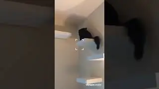 Vertical territory for cats