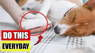 7 secrets that transform your dogs life