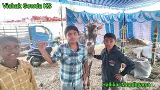 ಯುವಕರ ಹಳ್ಳಿಕಾರ್ ಪ್ರೇಮ | #topquality #cow #love #hallikar #viralvideo #desicow #bullfarm #cow
