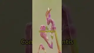 5 of the Most Amazing-Looking Mantis Species 😲 | Crazy Facts | Amazing Facts | Cute Animal Facts