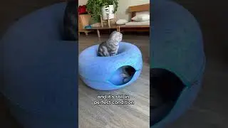 This is why you don't want a Peekaboo cat cave