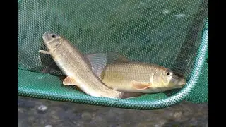 Fish of the Iowa River