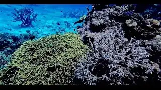Diving the Eastern side of The Great Astrolabe Reef (Fiji: The Great Astrolabe Reef)