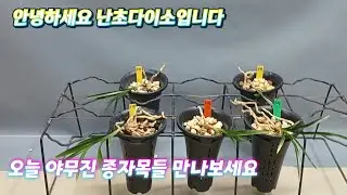 12월25일(목요일) 야무진 종자목들 만나보세요 추천드립니다 