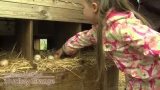 Meet The Chickens - Studley Grange TV