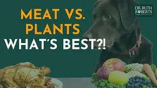Can Dogs Be Vegan? 𝗟𝗲𝘁𝘀 𝗧𝗮𝗹𝗸 𝗡𝘂𝘁𝗿𝗶𝘁𝗶𝗼𝗻
