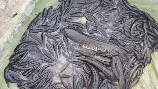 यहां नई मछली बिकती है ताजी लेकर फ्री करो जहां बना तुरंत दुकान पर गौरीगंज में