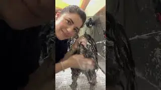 This senior rescue dog loved his ASMR spa bath 🥹 #dogasmr #doggrooming #jessronagrooming #dogbath