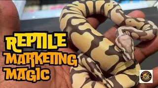 Reptile Marketing Tips | Customer Types | #reptilesales #marketing #sphericreptiles