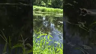 Water blind for Mya