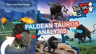 How Good is Paldean Tauros? | Pok&eacute;mon Go