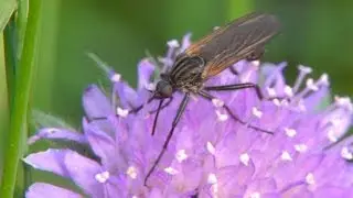 Empididae visits flower. Tanzfliege beim Bl&uuml;tenbesuch