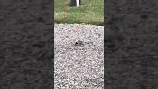Killdeer Making A Nest In Someone&rsquo;s Yard