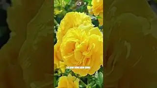 Flowers & Colors | Relaxing Visuals 🌸 #shorts #flowers #colors