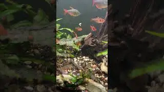 The kind of clear, less cool, and red serpae tetra&hellip; the red phantom!