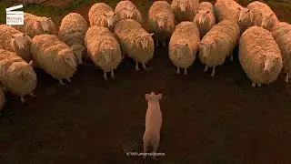 Babe: Sheep pig HD CLIP