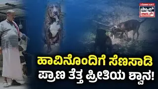 ಮಾಲೀಕರ ಪ್ರಾಣ ಉಳಿಸಲು ಹಾವಿನೊಂದಿಗೆ ಹೋರಾಡಿದ ನಾಯಿ! | Dog vs Snake Fighting | Hassan | KNB