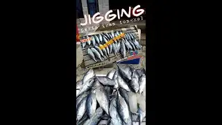 Pesta Ikan Tongkol | Jigging First | VS#003