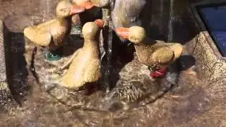Smart Garden Solar Duck Family Garden Water Feature Fountain