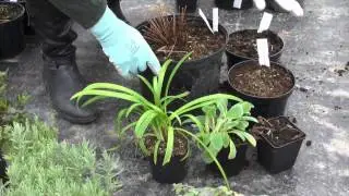 How plants look in winter months