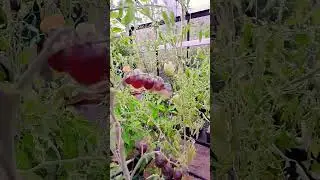 Blueberries Tomato // Tomate Myrtille so delicious!! #tomates #tomato #greenconcept