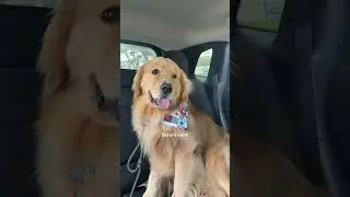 Before swim ➡️ after swim #dogshorts #goldenretriever #dogs