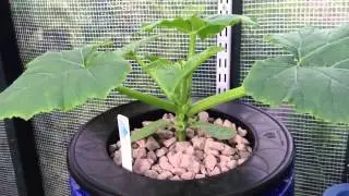 Zucchini Hydroponic Update