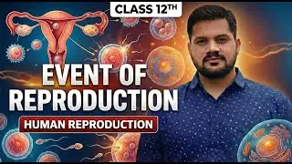 Human Reproduction | Events of Reproduction | Class 12 Biology