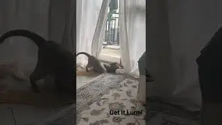 Cat wrestling move