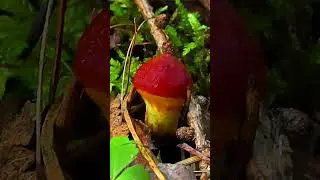 Маслёнок Клинтона (Suillus clintonianus) short #shorts