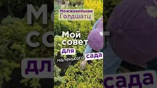 Совет для маленького сада? Однозначно Голдшатц
