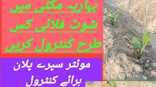 How to control shoot fly on maize crop |How to control fall arrmyworm on maize crop|