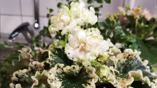 Сенполия ЯН-Каприз 🤍🌼