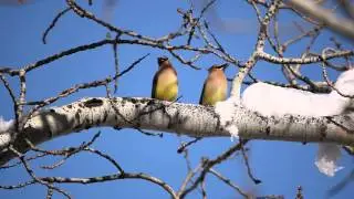 Cedar Waxwing Berry Share