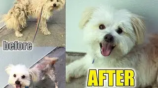 Abandoned Dog Surprises Everyone: Amazing Recovery animal video