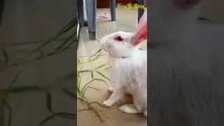 cute rabbit eating grass 🐇🐇  #bunny #cute #rabbit #cuteanimals #pets
