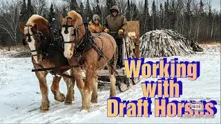 Hauling wood with Draft Horses