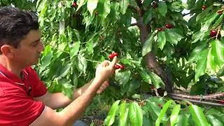 L'innovazione tecnologica in agricoltura- VideoClip: Festa della Ciliegia di Marostica IGP 2.0