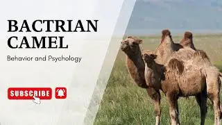 Bactrian Camel Behavior and Psychology |  Bactrian Camel ka sochne aur behave karne ka tareqa