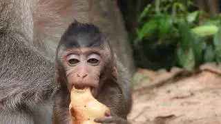 Poor baby Goldie cries loud when Big monkey Balu kidnapped