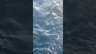 Fishing Trip Stuart Florida- The Bounty Sportfishing