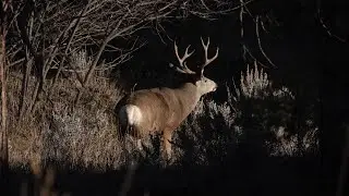 2020 DIY Wyoming Mule Deer Hunt