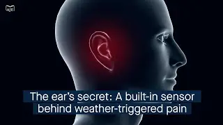 The inner ear barometer: Why falling pressure intensifies pain