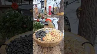 Which visitor is your favorite? #birds #birdcam #birdfeeder #wildlife #nature #asmr