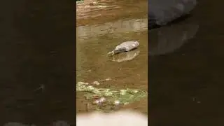 Watch a Bird Catch Fish!
